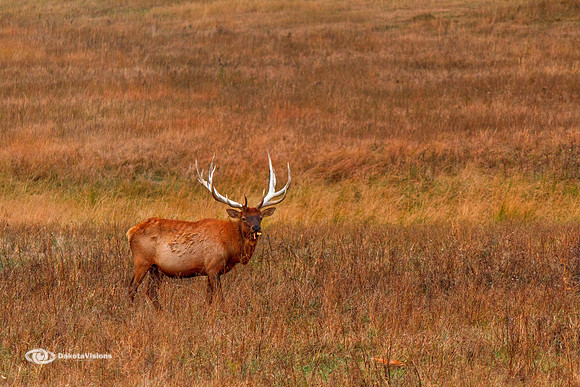 SOUTH DAKOTA ELK