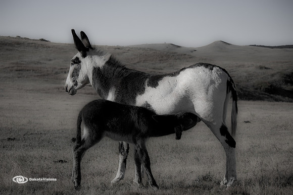 JENNY AND FOAL