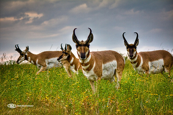 THE FOUR ANTELOPEMEN - HDR
