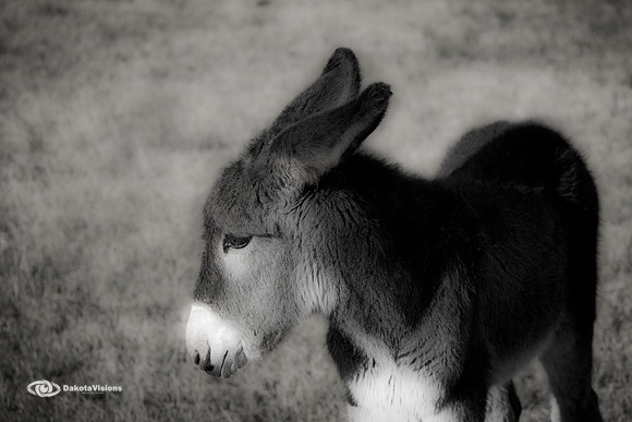 BURRO FOAL