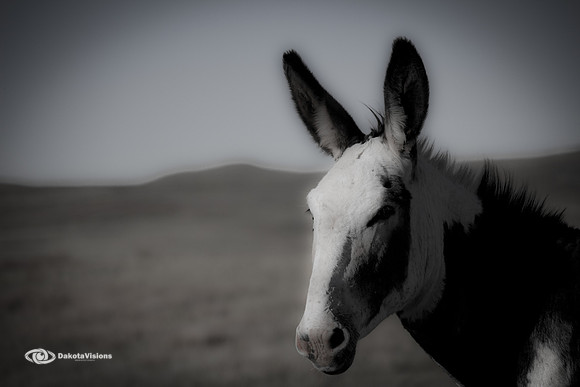 FERAL BURRO - CUSTER STATE PARK
