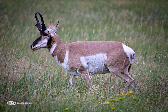 CUSTER STATE PARK ANTELOPE