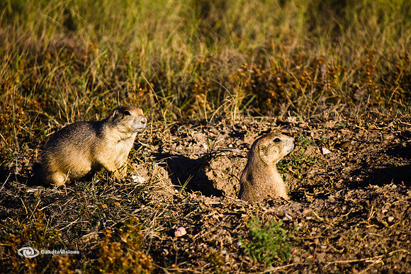 PRAIRIE DOG LOVE