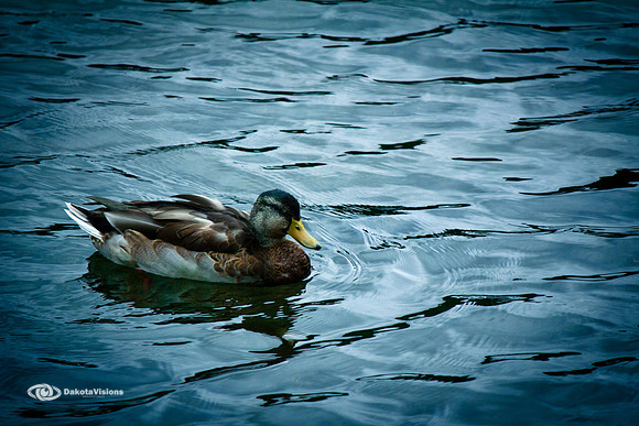 MALLARD DUCK ON CANYON LAKE