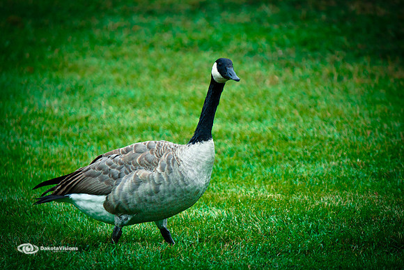 I SAID, WALK THIS WAY...
