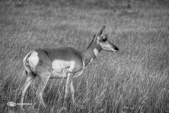 YOUNG ANTELOPE AT SUNSET - BLACK & WHITE