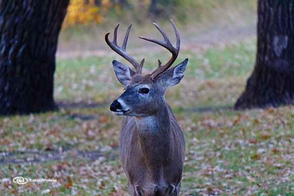 WHITETAIL DEER 4x4